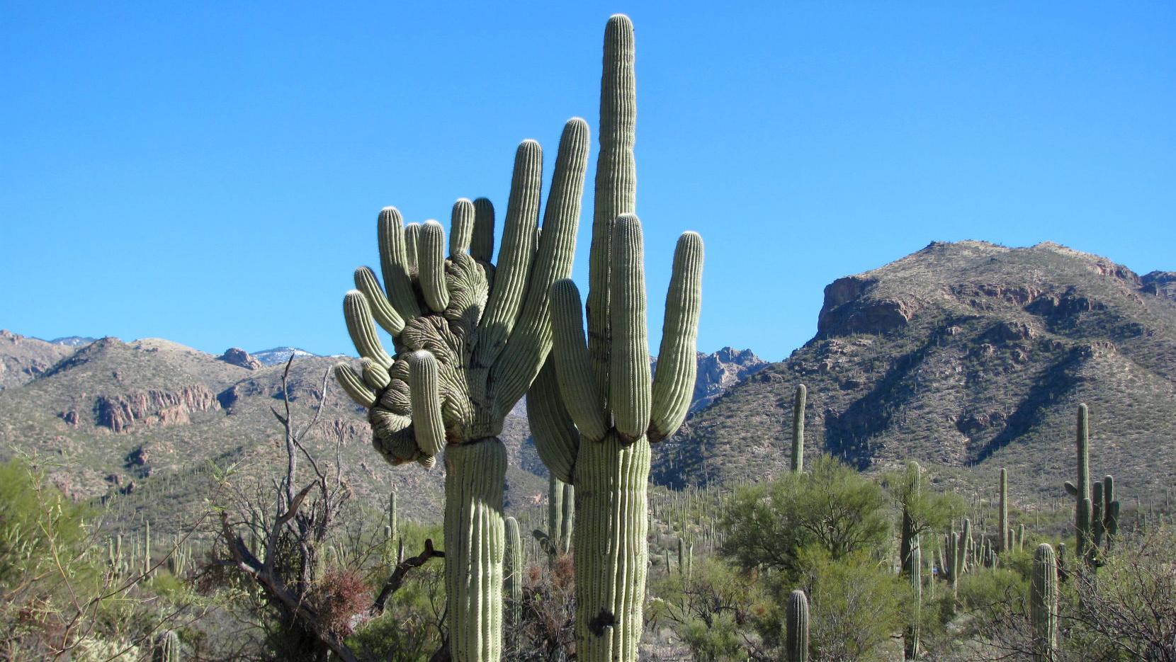 Spectacular saguaro specimens on Sabino Canyon trail